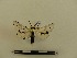  ( - BC-MNHN-LEP00097)  @11 [ ] CreativeCommons - Attribution (2018) Rodolphe Rougerie Museum national d'Histoire naturelle