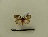  ( - BC-MNHN-LEP00111)  @11 [ ] CreativeCommons - Attribution (2018) Rodolphe Rougerie Museum national d'Histoire naturelle