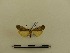  ( - BC-MNHN-LEP00124)  @11 [ ] CreativeCommons - Attribution (2018) Rodolphe Rougerie Museum national d'Histoire naturelle