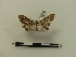  ( - BC-MNHN-LEP00135)  @11 [ ] CreativeCommons - Attribution (2018) Rodolphe Rougerie Museum national d'Histoire naturelle