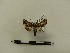 ( - BC-MNHN-LEP00138)  @11 [ ] CreativeCommons - Attribution (2018) Rodolphe Rougerie Museum national d'Histoire naturelle