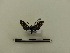  ( - BC-MNHN-LEP00168)  @11 [ ] CreativeCommons - Attribution (2018) Rodolphe Rougerie Museum national d'Histoire naturelle