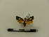  ( - BC-MNHN-LEP00183)  @11 [ ] CreativeCommons - Attribution (2018) Rodolphe Rougerie Museum national d'Histoire naturelle