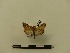  ( - BC-MNHN-LEP00188)  @11 [ ] CreativeCommons - Attribution (2018) Rodolphe Rougerie Museum national d'Histoire naturelle