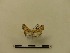  ( - BC-MNHN-LEP00190)  @11 [ ] CreativeCommons - Attribution (2018) Rodolphe Rougerie Museum national d'Histoire naturelle