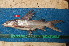  (Chrysichthys longidorsalis - NHPC-21120)  @11 [ ] by-nc-sa (2025) Herve Tjomb Universite de Ngaoundere