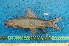  (Labeo rectipinnis - NHPC-21952)  @11 [ ] by-nc-sa (2025) Herve Tjomb Universite de Ngaoundere