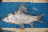  ( - NHPC-22158)  @11 [ ] by-nc-sa (2025) Herve Tjomb Universite de Ngaoundere