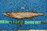 (Mormyrops breviceps - NHPC-22673)  @11 [ ] by-nc-sa (2025) Herve Tjomb Universite de Ngaoundere