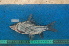  (Labeobarbus fimbriatus - NHPC-23286)  @11 [ ] by-nc-sa (2025) Herve Tjomb Universite de Ngaoundere