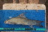  ( - NHPC-23820)  @11 [ ] by-nc-sa (2025) Herve Tjomb Universite de Ngaoundere