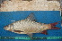  ( - NHPC-23922)  @11 [ ] by-nc-sa (2025) Herve Tjomb Universite de Ngaoundere