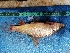  (Labeobarbus brevispinis - NHPC-26578)  @11 [ ] by-nc-sa (2025) Herve Tjomb Universite de Ngaoundere