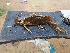  ( - NHPC-26899)  @11 [ ] by-nc-sa (2025) Herve Tjomb Universite de Ngaoundere