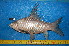  ( - NHPC-KI114)  @11 [ ] by-nc-sa (2025) Herve Tjomb Universite de Ngaoundere