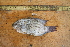 ( - NHPC-KI1562)  @11 [ ] by-nc-sa (2025) Herve Tjomb Universite de Ngaoundere