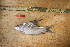  ( - NHPC-KI1661)  @11 [ ] by-nc-sa (2025) Herve Tjomb Universite de Ngaoundere