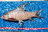  ( - NHPC-KI4709)  @11 [ ] by-nc-sa (2025) Herve Tjomb Universite de Ngaoundere