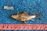  ( - NHPC-KI4803)  @11 [ ] by-nc-sa (2025) Herve Tjomb Universite de Ngaoundere
