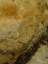  (Melibe sp - ASBMR01)  @11 [ ] CreativeCommons - Attribution Non-Commercial No Derivatives (2015) Jessica Toms & Francis Gelletich Stellenbosch University