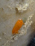  ( - ASBRE04)  @11 [ ] CreativeCommons - Attribution Non-Commercial No Derivatives (2015) Jessica Toms & Francis Gelletich Stellenbosch University