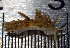 (Tenellia sp. 2 - HERCUS01)  @11 [ ] CreativeCommons - Attribution Non-Commercial No Derivatives (2015) Jessica Toms & Francis Gelletich Stellenbosch University