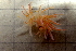  (Phyllodesmium horridum - HERPY04)  @11 [ ] CreativeCommons - Attribution Non-Commercial No Derivatives (2015) Jessica Toms & Francis Gelletich Stellenbosch University
