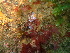  ( - HERPY04)  @11 [ ] CreativeCommons - Attribution Non-Commercial No Derivatives (2015) Jessica Toms & Francis Gelletich Stellenbosch University