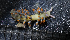  (Tenellia sp. B - NAQCU01)  @11 [ ] CreativeCommons - Attribution Non-Commercial No Derivatives (2015) Jessica Toms Stellenbosch University