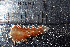  ( - NAQJC02)  @11 [ ] CreativeCommons - Attribution Non-Commercial No Derivatives (2015) Jessica Toms Stellenbosch University