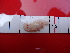  (Ardeadoris electra - NATAE01)  @11 [ ] CreativeCommons - Attribution Non-Commercial No Derivatives (2015) Valda Fraser Stellenbosch University