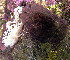  (Tayuva lilacina - TSKDF01)  @11 [ ] CreativeCommons - Attribution Non-Commercial No Derivatives (2015) Jessica Toms Stellenbosch University