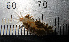  (Anteaeolidiella saldanhensis - WFBAI01)  @11 [ ] CreativeCommons - Attribution Non-Commercial No Derivatives (2015) Jessica Toms Stellenbosch University