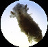  ( - WFBAS01)  @11 [ ] CreativeCommons - Attribution Non-Commercial No Derivatives (2015) Jessica Toms Stellenbosch University