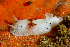  (Cadlina sp. 1_JT - WFBCA101)  @11 [ ] CreativeCommons - Attribution Non-Commercial No Derivatives (2015) Guido Zsilavecz Stellenbosch University
