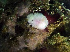  (Cadlina sp. 1 - WFBCA103)  @11 [ ] CreativeCommons - Attribution Non-Commercial No Derivatives (2016) J. Toms Stellenbosch University