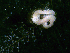  ( - WFBEGGS)  @11 [ ] CreativeCommons - Attribution Non-Commercial No Derivatives (2015) Jessica Toms Stellenbosch University