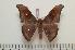  ( - BC-Basq1160)  @14 [ ] Copyright (2010) Unspecified Research Collection of Patrick Basquin