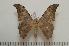  ( - BC-Basq1241)  @14 [ ] Copyright (2010) Unspecified Research Collection of Patrick Basquin