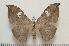  ( - BC-Basq1245)  @14 [ ] Copyright (2010) Unspecified Research Collection of Patrick Basquin