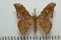  ( - BC-Basq1258)  @14 [ ] Copyright (2010) Unspecified Research Collection of Patrick Basquin
