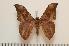  ( - BC-Basq1321)  @14 [ ] Copyright (2010) Unspecified Research Collection of Patrick Basquin