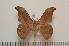  ( - BC-Basq1355)  @12 [ ] Copyright (2010) Unspecified Research Collection of Patrick Basquin