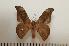  ( - BC-Basq1414)  @14 [ ] Copyright (2010) Unspecified Research Collection of Patrick Basquin