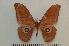 ( - BC-Basq1435)  @14 [ ] Copyright (2010) Unspecified Research Collection of Patrick Basquin