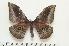  ( - BC-Basq 1605)  @14 [ ] Copyright (2010) Unspecified Research Collection of Patrick Basquin