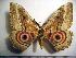  ( - BC-Basq 1930)  @15 [ ] Copyright (2010) Unspecified Research Collection of Patrick Basquin