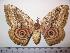  ( - BC-Basq 1939)  @14 [ ] Copyright (2010) Unspecified Research Collection of Patrick Basquin