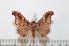  ( - BC-Basq 2202)  @13 [ ] Copyright (2010) Unspecified Research Collection of Patrick Basquin