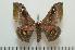  (Ludia tessmanni - BC-Basq0936)  @14 [ ] Copyright (2010) Unspecified Research Collection of Patrick Basquin